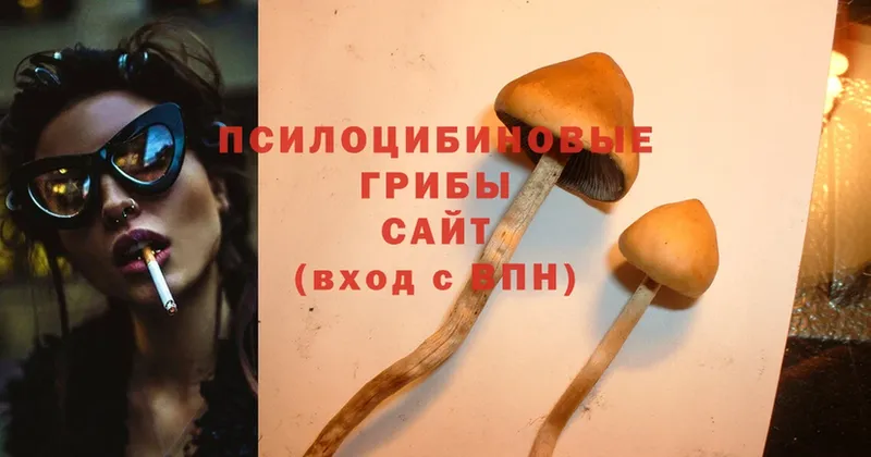 Псилоцибиновые грибы Psilocybine cubensis  как найти   Кяхта 